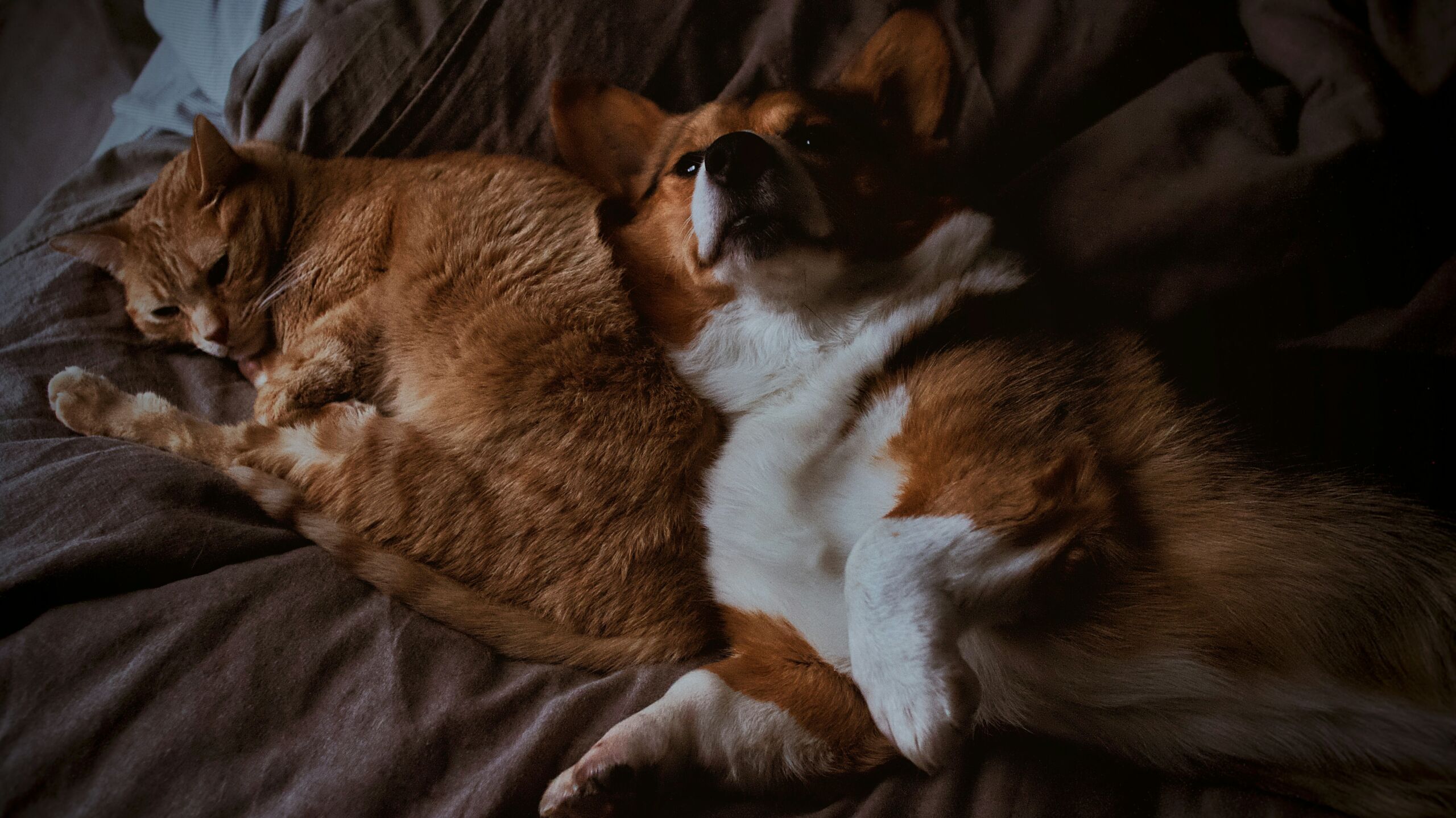 Vacinas obrigatórias e opcionais para cães e gatos